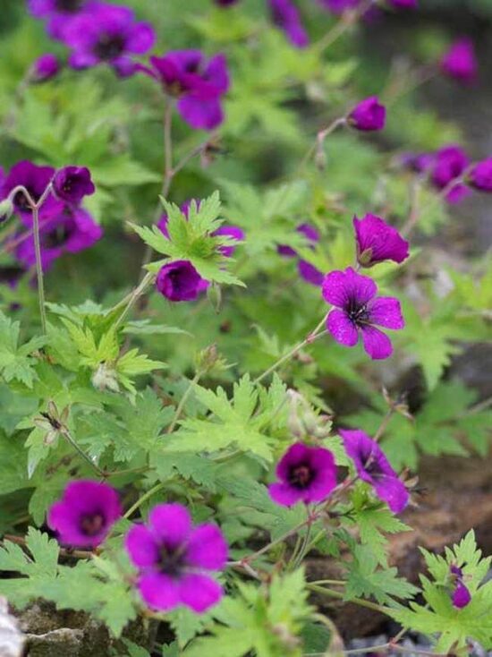 Geranium Ann Folkard- gandrene JAUNUMS 2026